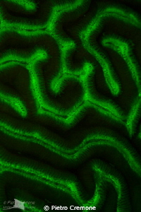 UV Maze by Pietro Cremone 